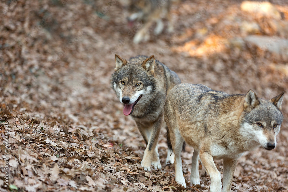 Fototapeta premium lupo