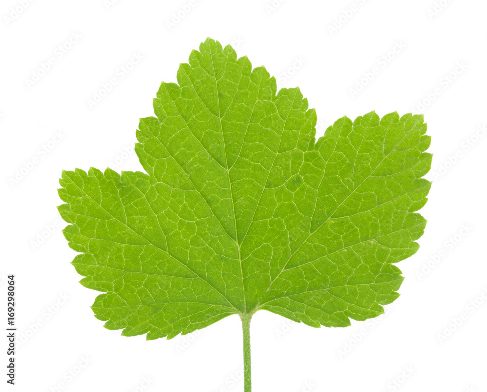 Red currant leaf Isolated on white background Red currant leaf Isolated on white background