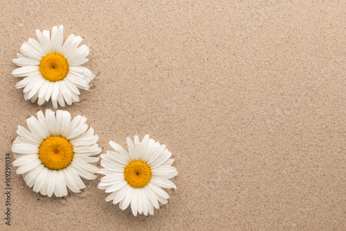 Three white daisies lying on the sand with space for your text.