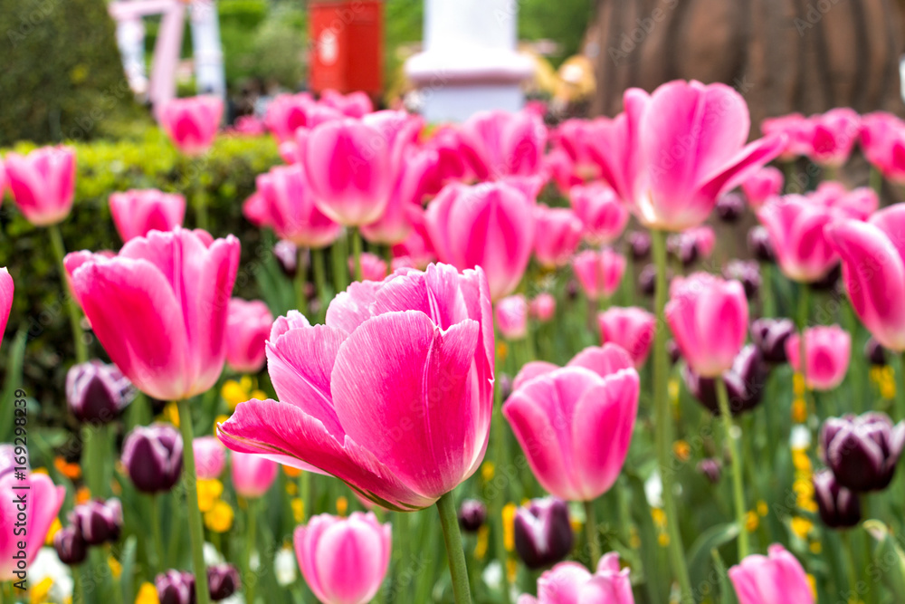 tulipani tulipani