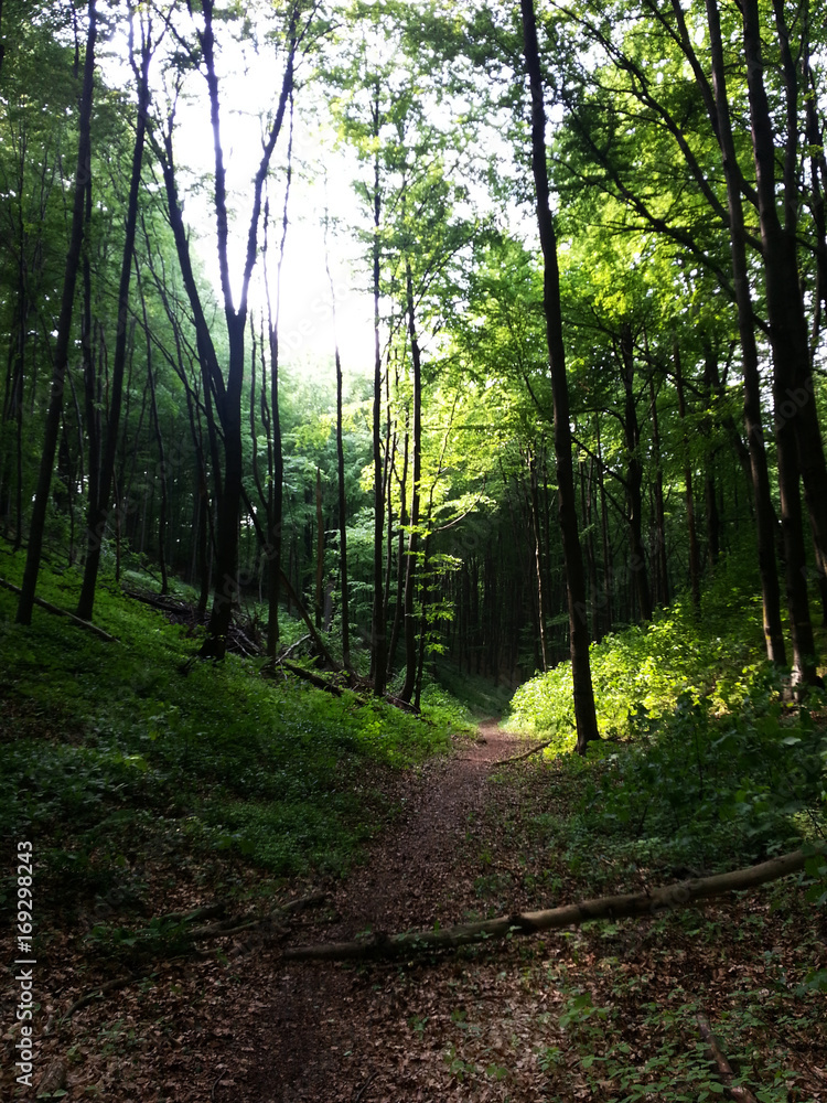 Fototapeta premium Into the Forest