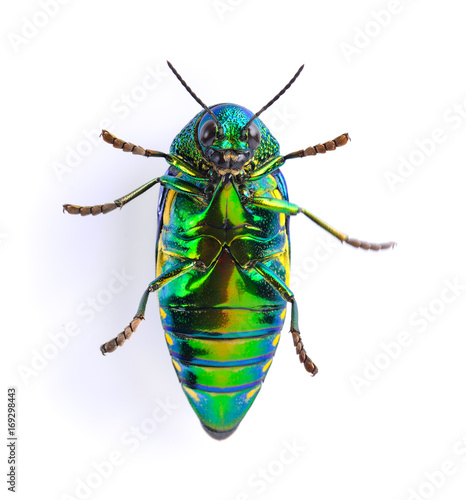 metallic wood-boring beetle on white background © sommai