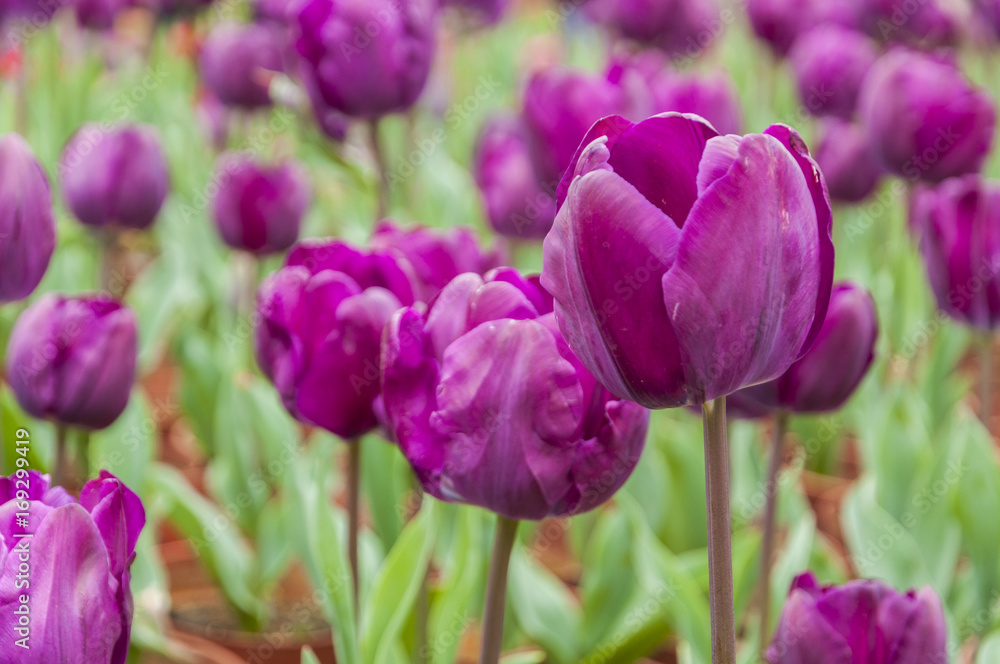 Fototapeta premium Tulips flower closeup 