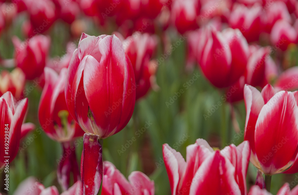Fototapeta premium Tulips flower closeup 