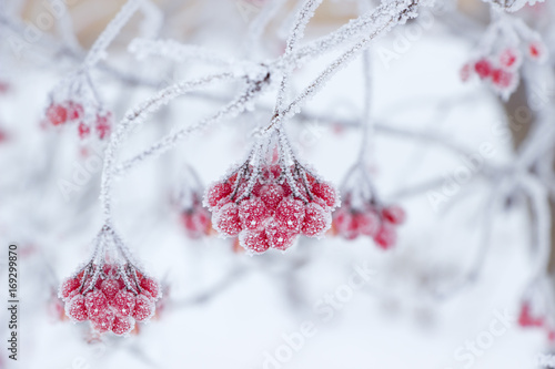 Viburnum fruits in frost. Beautiful winter background photo