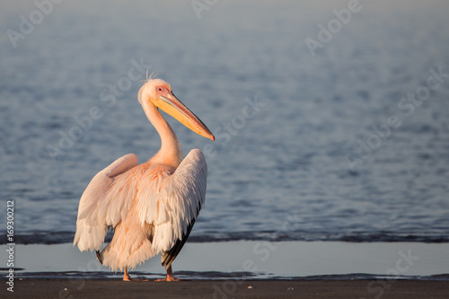 Great white pelican (Pelecanus onocrotalus), Walvis bay, Namibia