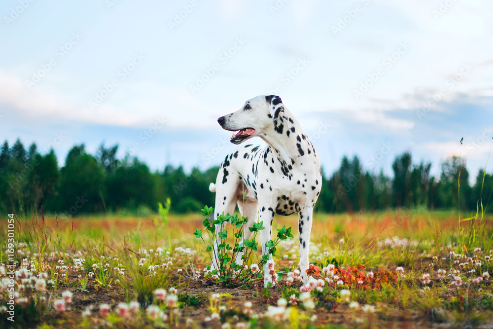 Adorable dalmatian dog outdoors in summer Adorable dalmatian dog outdoors in summer