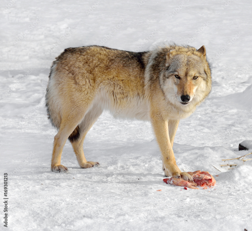 Grey Wolf (Canis lupus). One-ear wolf with meat