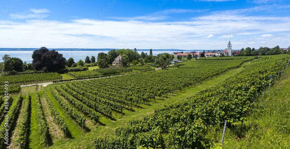 The village Hagnau at Lake Constance with vineyards in the foreground - Hagnau, Lake Constance, Baden-Wuerttemberg, Germany, Europe
