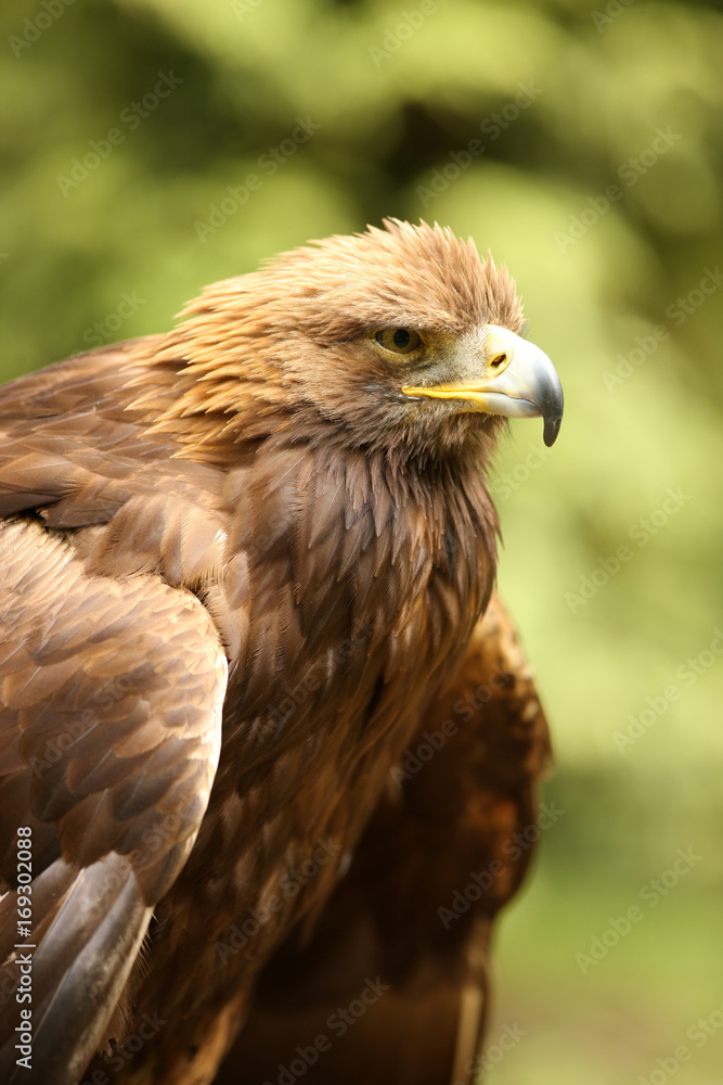 Portrait of a male Golden Eagle Portrait of a male Golden Eagle