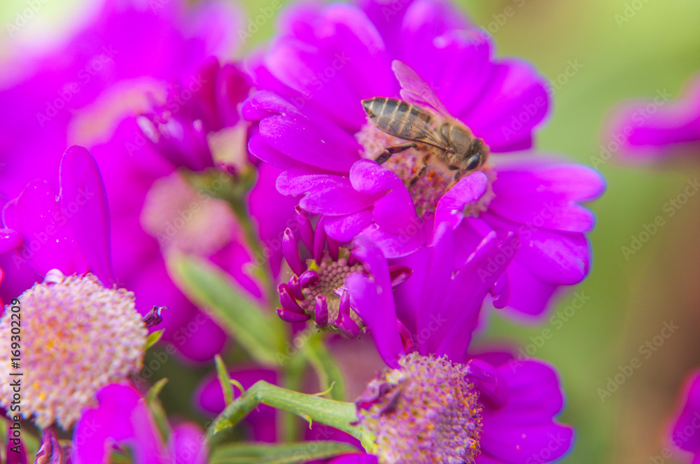 Cineraria flower and bee closeup background and texture Cineraria flower and bee closeup background and texture