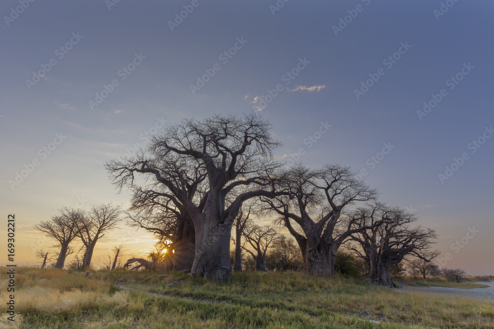 Sun starburst at Baines Baobab's