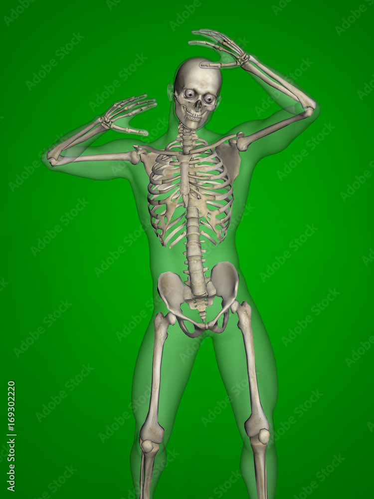 Human skeleton, 3D Model, Green Background Human skeleton, 3D Model, Green Background