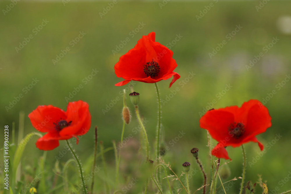 Klatschmohn