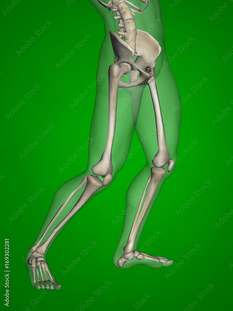 Human skeleton, 3D Model, Green Background Human skeleton, 3D Model, Green Background