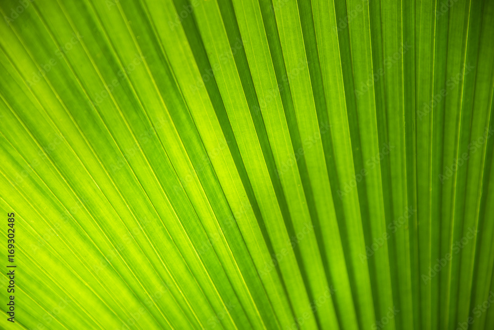 close up of the palm leaf texture,the green leave texture with the light close up of the palm leaf texture,the green leave texture with the light
