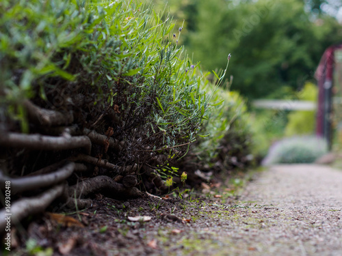 Grass and roots growing by a garden path