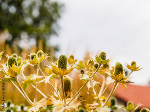 Blooming flower in fall colors