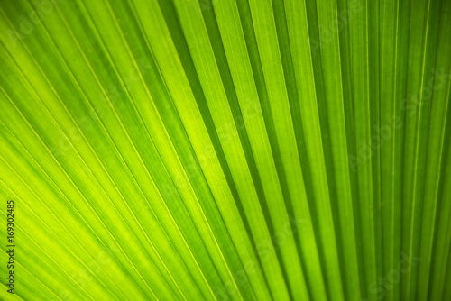 close up of the palm leaf texture the green leave texture with the light