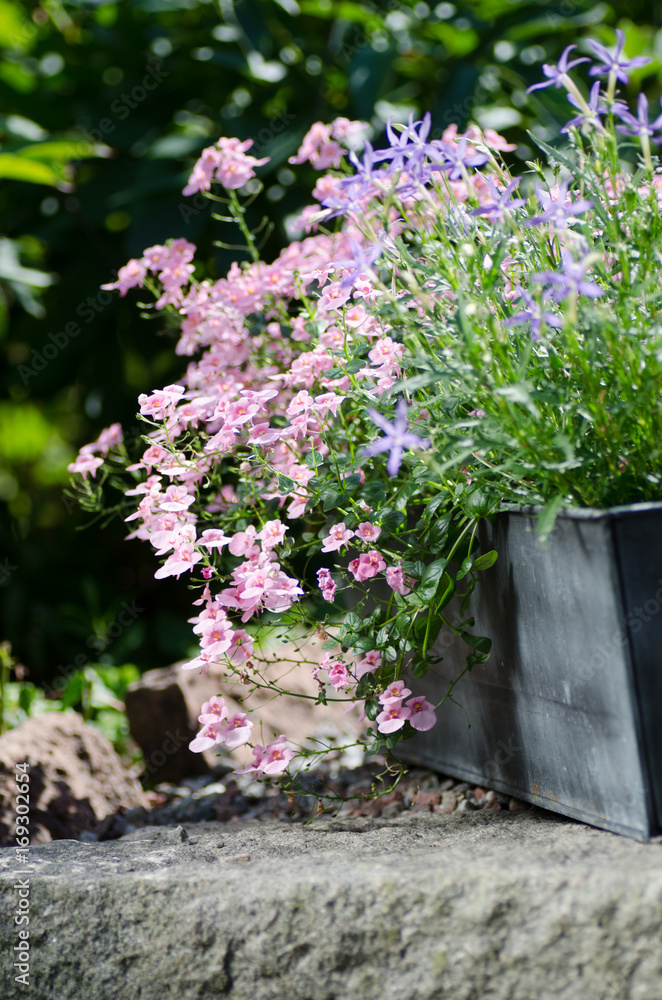 Cottage garden - beutiful flowers in pots