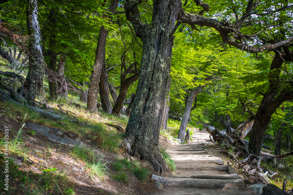 Path under the trees on the slope. Shevelev. Path under the trees on the slope. Shevelev.