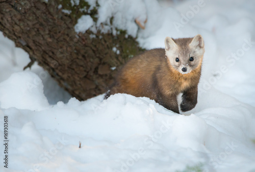 Pine Marten