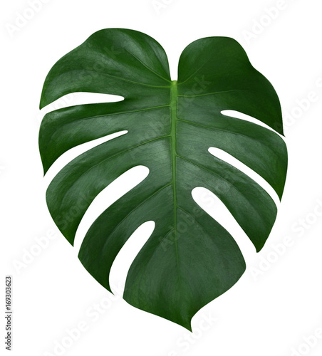 Monstera plant  leaf, the tropical evergreen vine isolated on white background, clipping path included photo