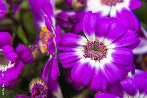Beautiful blooming cineraria flower closeup in garden