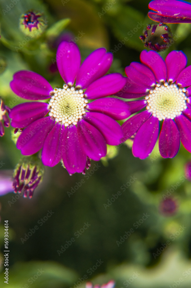 Obraz premium Beautiful blooming cineraria flower closeup in garden