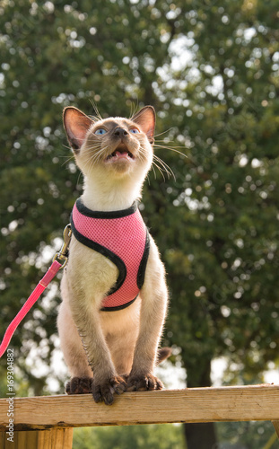 Siamese kitten looking up and meowing while sitting on side of a wooden bench, in pink harness and leash