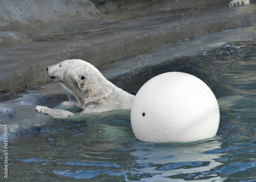 Polar bear is playing with white ball in water