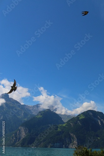 Swallows over Lake Lucerne  Switzerland