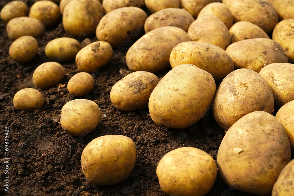 Fresh organic potatoes in the field. Background many large potatoes on the ground..close-up potatos texture. Macro potato. Fresh organic potatoes in the field. Background many large potatoes on the ground..close-up potatos texture. Macro potato.