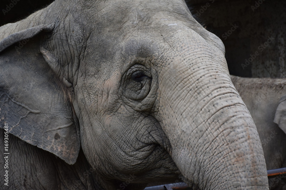 Fototapeta premium słoń