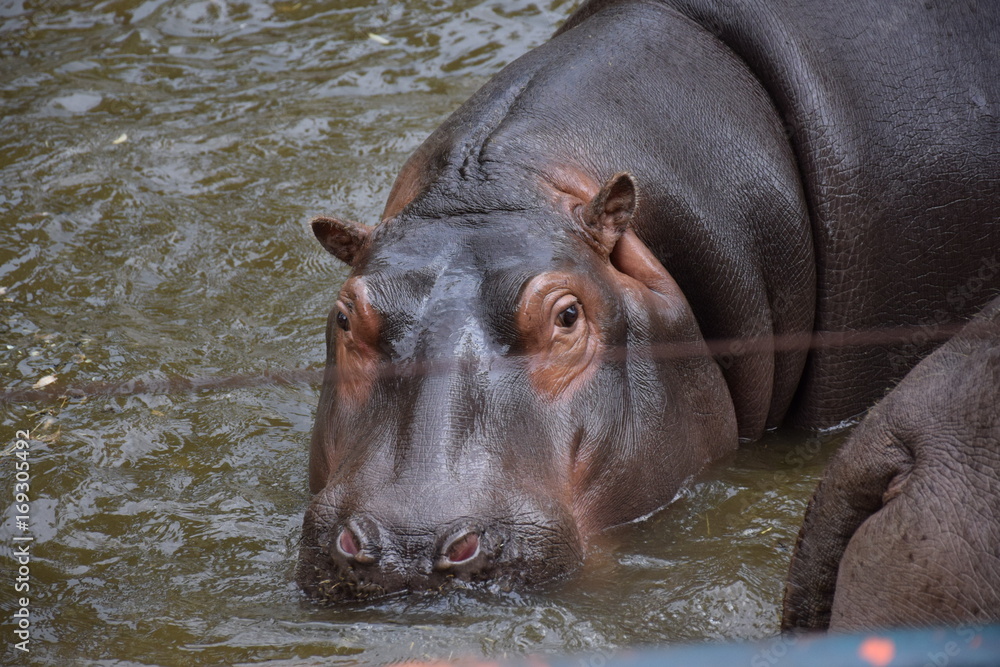 Fototapeta premium ippopotamo