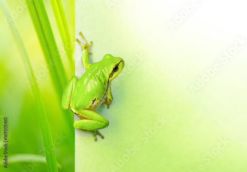 Creative natural background with a green frog and place for text. Original natura background with a green frog and plants close-up macro.