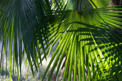 Fototapeta Naklejka Na Ścianę i Meble -  natural background with fan palm leaves in a bright Sunny summer day