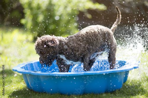 Brown dog is splashing the water on a children pool outdoors. photo