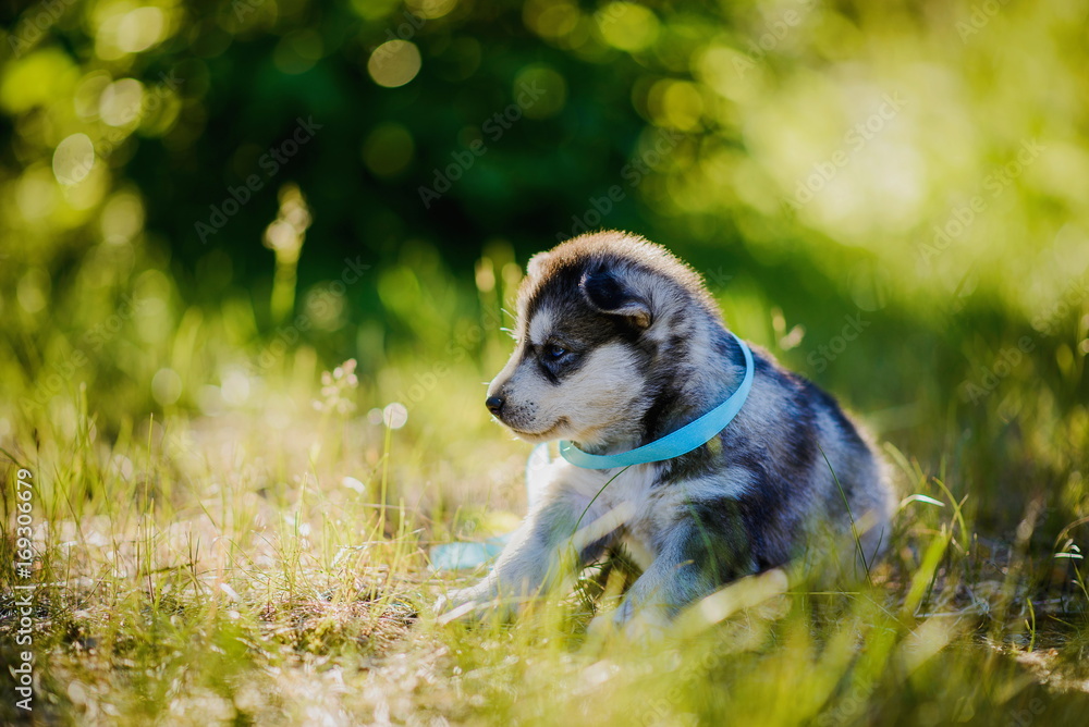 puppy husky sitting on the grass