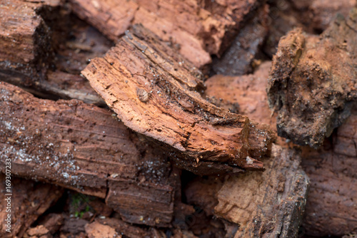 rotten wood in forest closeup