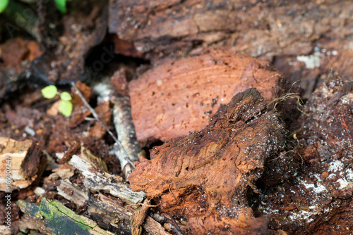 rotten wood in forest closeup