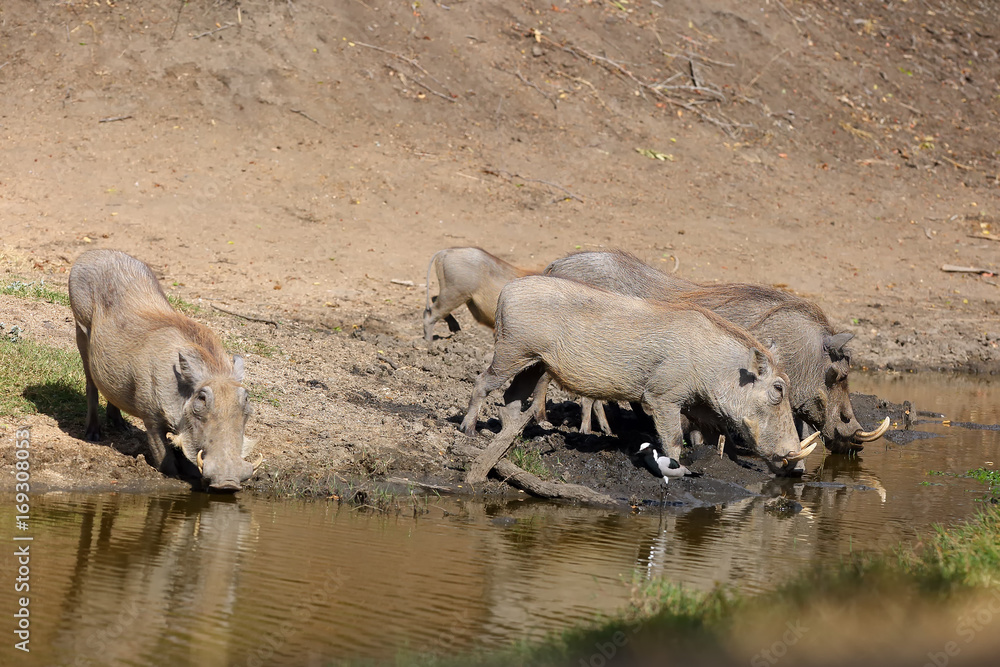 The common warthog (Phacochoerus africanus) a herd of swine in the water