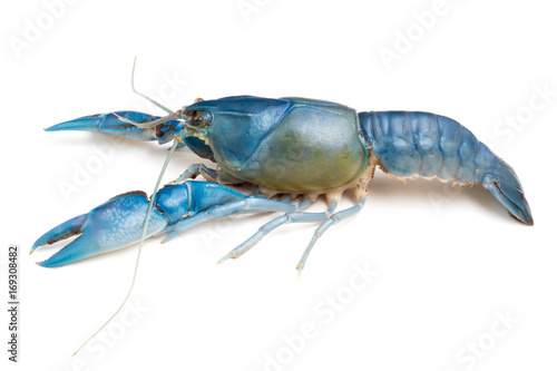 Blue crayfish ( Cherax destructor ) on white background.