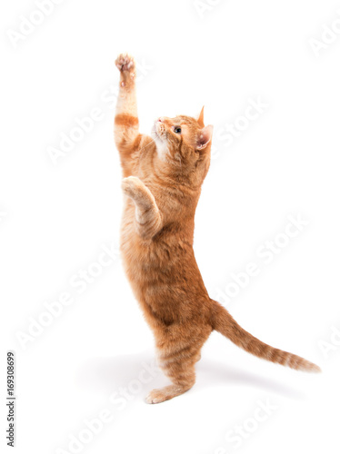 Fototapet Ginger tabby cat reaching high up, on white background