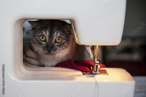 Sewing hobby background. Sewing machine with red fabric and cat looking at camera.