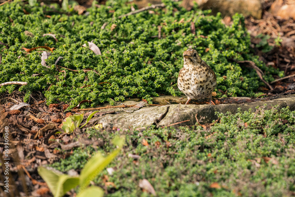 Fototapeta premium Song Thrush standing on stone in a small pond in the garden.