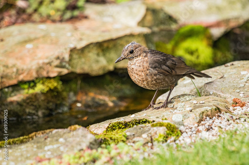 Song Thrush standing on stone in a small pond in the garden.