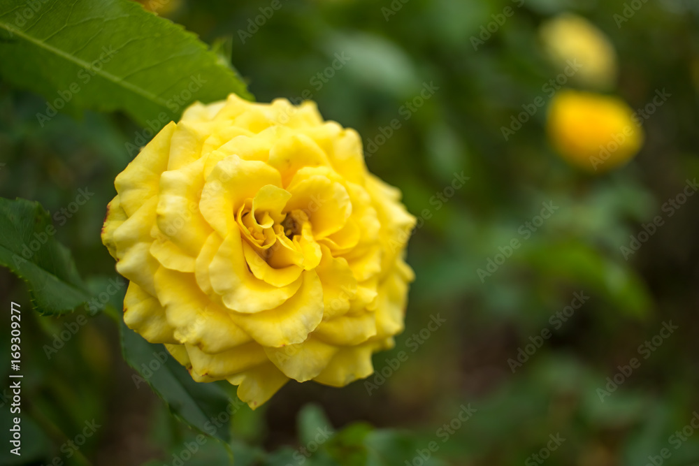 Gold Bunny; Floribunda Rose, Yellow Rose Made by Meilland in France, 1977 Gold Bunny; Floribunda Rose, Yellow Rose Made by Meilland in France, 1977