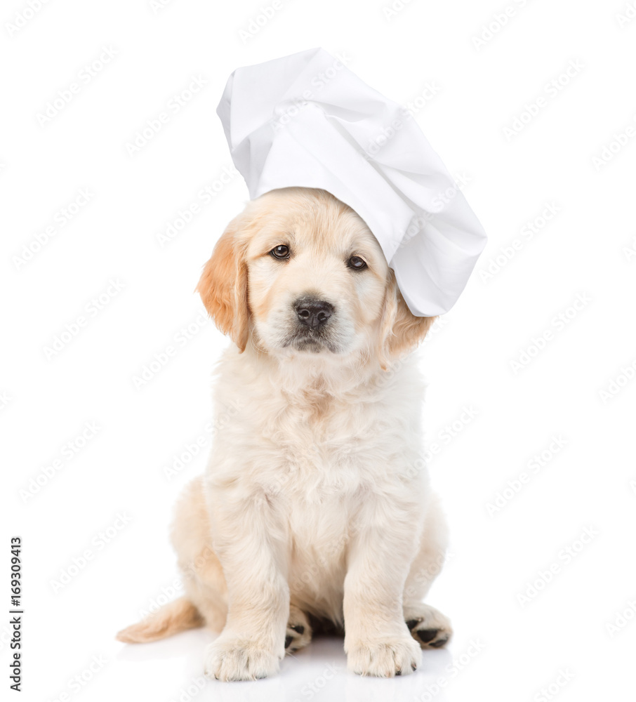 Dog with chef sales hat