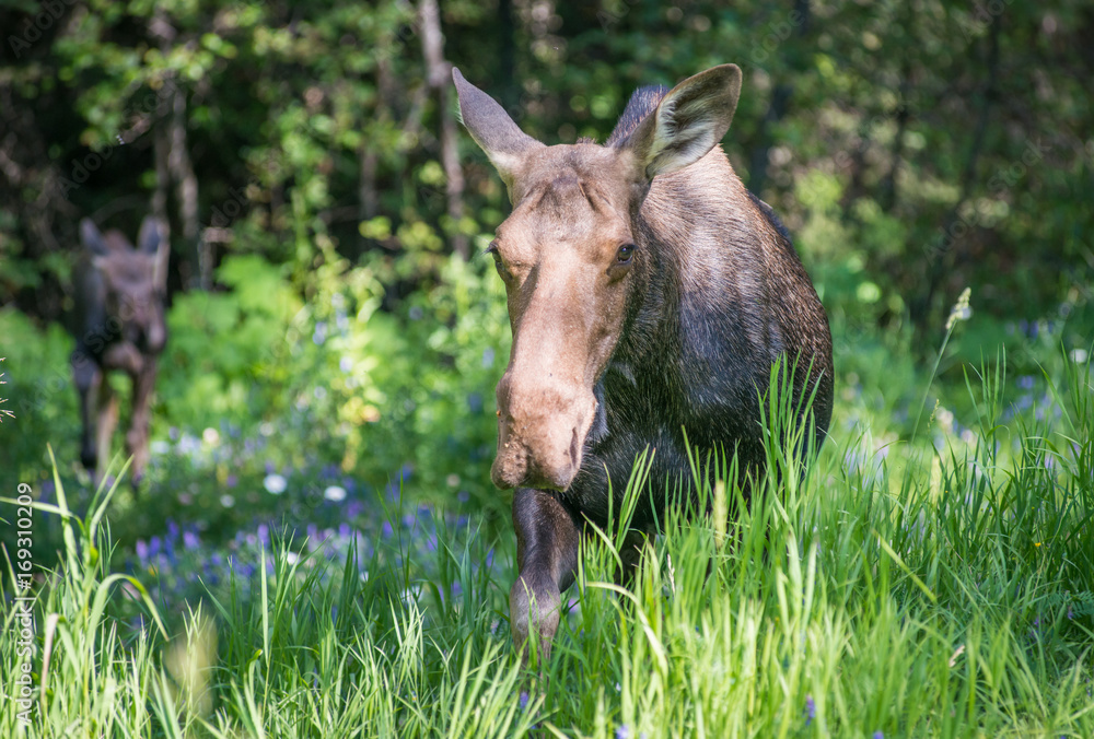 Moose Moose